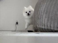 「想定外の時間に人間が帰宅」したときのポメラニアンが話題