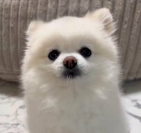 「かわいい自覚」があるワンコ　愛らしすぎる行動に2万6000いいね