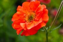 【ガーデニング】注目のオシャレな多年草「ゲウム」寒さに強く、初心者にも育てやすい