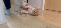 【輸送中】お腹を撫でてほしい猫ちゃん”飼い主さんにされるがまま”の姿が話題