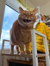 パソコン作業中に受けた「ネコハラ」が話題　思わず許したくなるハラスメントにホッコリ