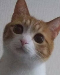 「え、数日前の写真ですか！？」猫さんの写真に『驚きの声』が上がった理由とは