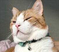 食事をしていると猫ちゃんが…　細〜いお目目をして不満げ？　人間の食べ物が食べたい猫ちゃん