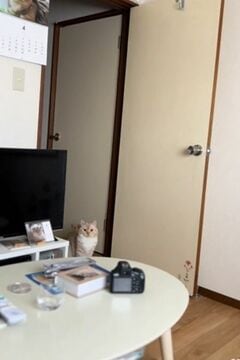 【癒し】飼い主の起床を待つ猫ちゃん…自由気ままな様子にコメント欄「可愛い」の声