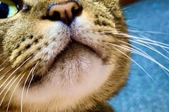 オヤツが気になる保護猫が可愛いと話題！