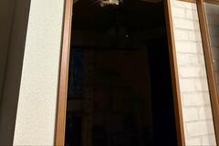 猫の「ホラーなおもてなし」に9万いいね　「来客も悲鳴を上げてしまうw」