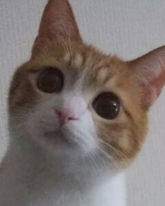 「え、数日前の写真ですか！？」猫さんの写真に『驚きの声』が上がった理由とは
