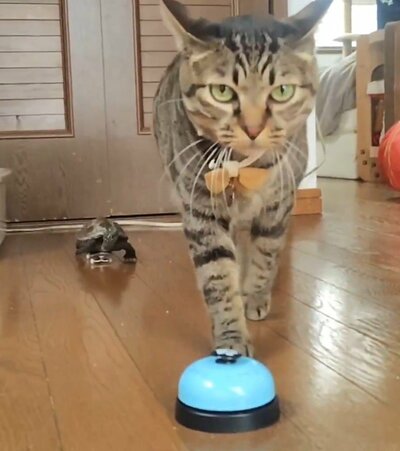 猫の小雪ちゃんに付いてくる亀の軍曹くん