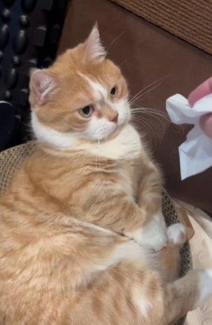 ティッシュを見つめる虎太郎くん