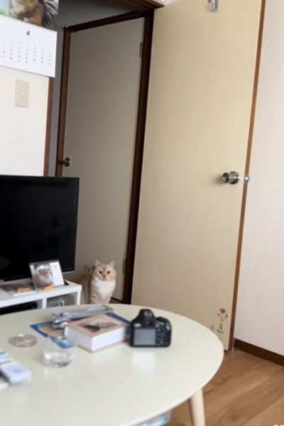 【癒し】飼い主の起床を待つ猫ちゃん…自由気ままな様子にコメント欄「可愛い」の声