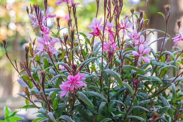 【植えっぱなしの多年草ガーデニング】庭植えで「ほぼほぼ、ほったらかしOKの多年草」3選