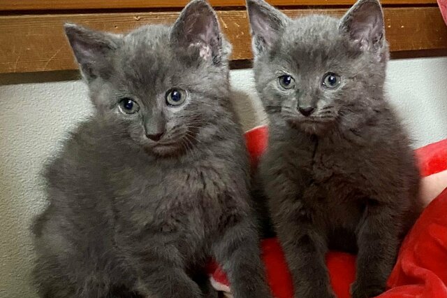家の下で鳴き声…そこには怯える子猫達。小さな毛玉の成長に反響