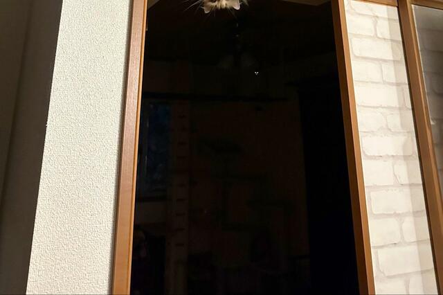 猫の「ホラーなおもてなし」に9万いいね　「来客も悲鳴を上げてしまうw」