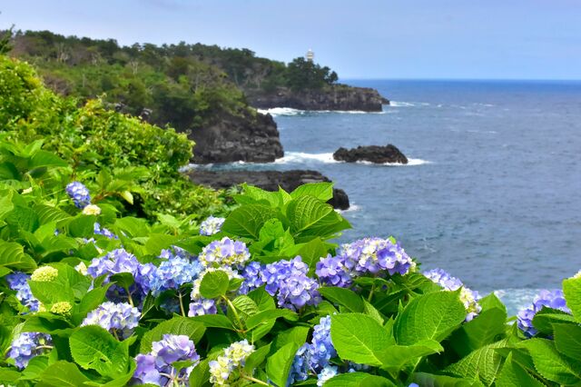初夏の伊豆で絶景体験！「あじさいフェスティバル」が5月23日開幕。200種3000株が咲き誇る…「海絶景ブランコ」など写真映えスポットもたくさん【城ヶ崎海岸・ニューヨークランプミュージアム＆フラワーガーデン】