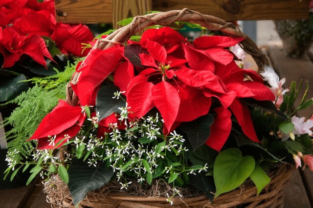 【ガーデニング】ポインセチアの寄せ植え「クリスマスが華やぐ」オススメパターン4選