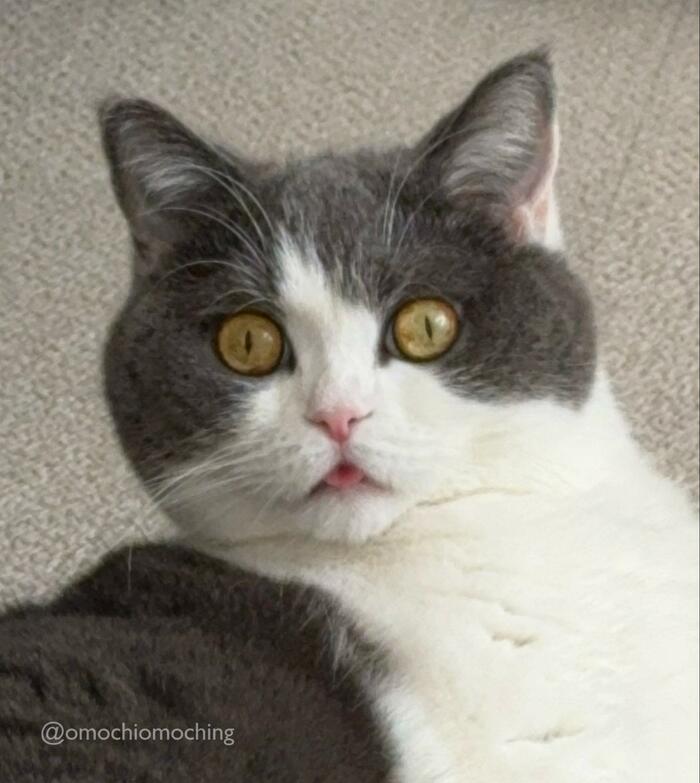 ほほえましい表情のおもちちゃん