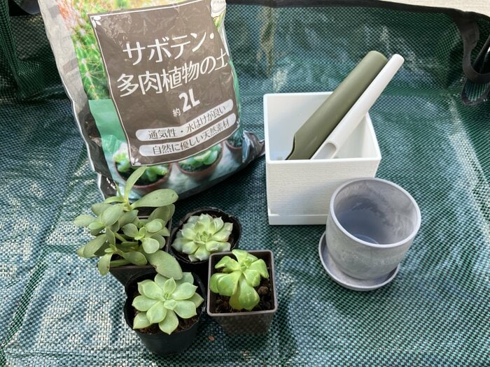 セリアの土入れは、多肉植物の植え替えに便利とSNSで話題です