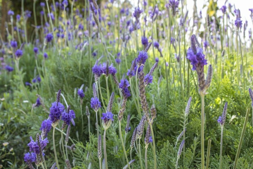 Chayapak Maspan/shutterstock.com