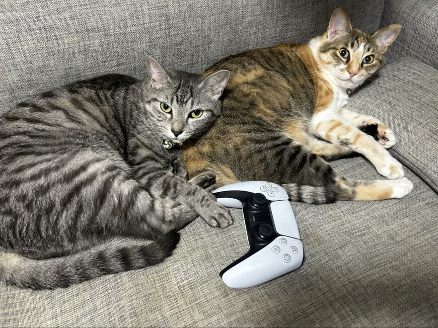 ソファで仲良く寝る兄妹猫を撮影しようとしたら　思わず笑っちゃう「猫あるある」が話題