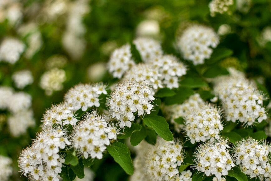 Juli_Bond/shutterstock.com