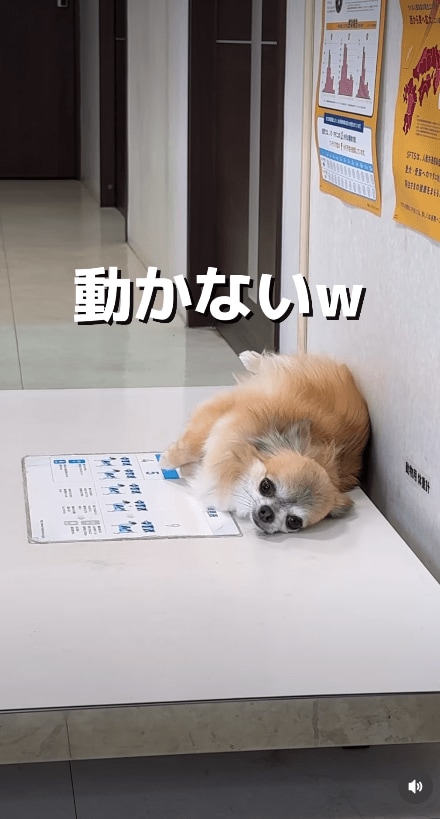 @idea_animal_hospital