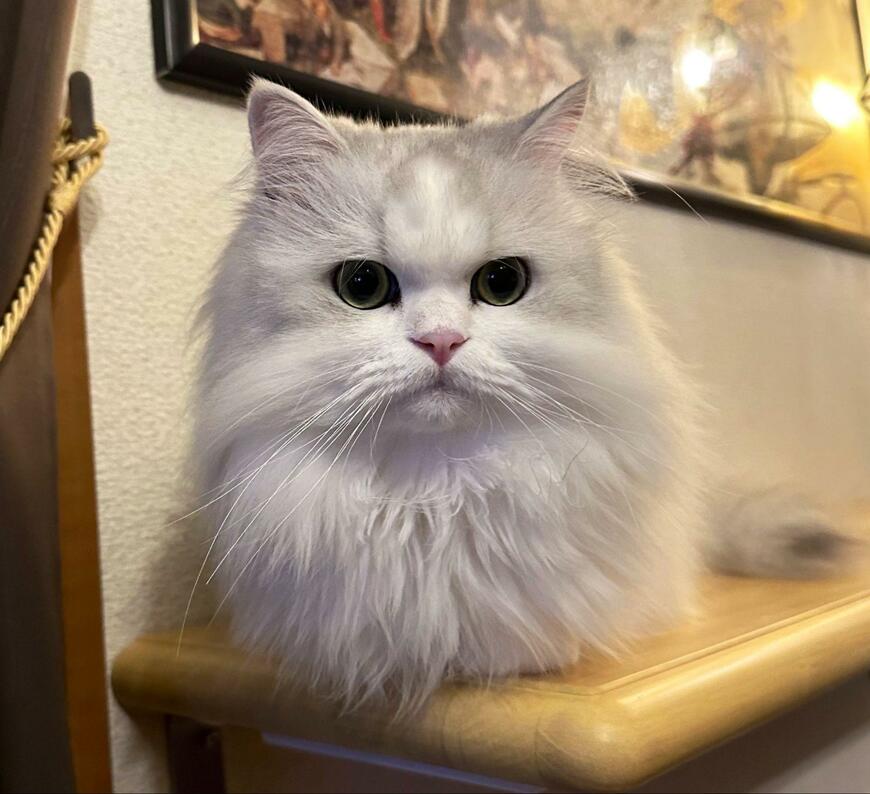 出所：@NEKOLAND13