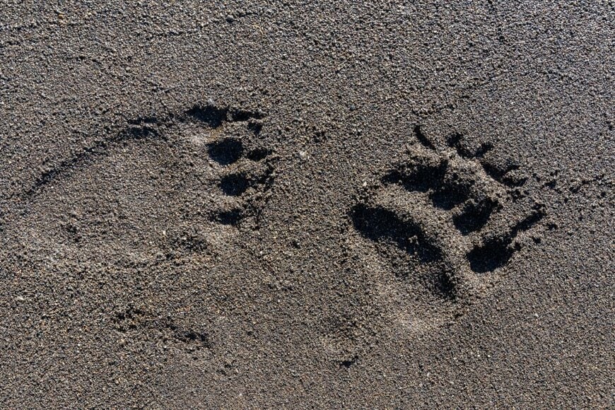 【宮城県】近所に流れる小さな川をふと見ると　残された「巨大な足跡」にギョッとしてしまう