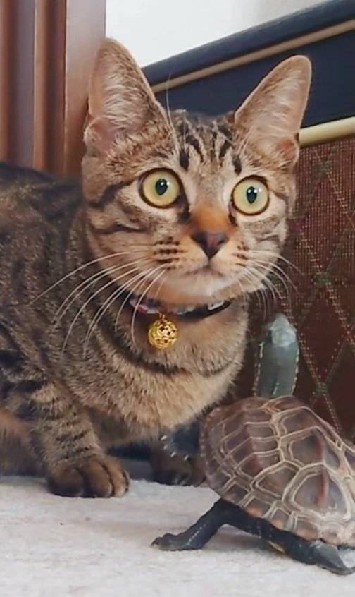 出所：＠kusa.kame.gunso