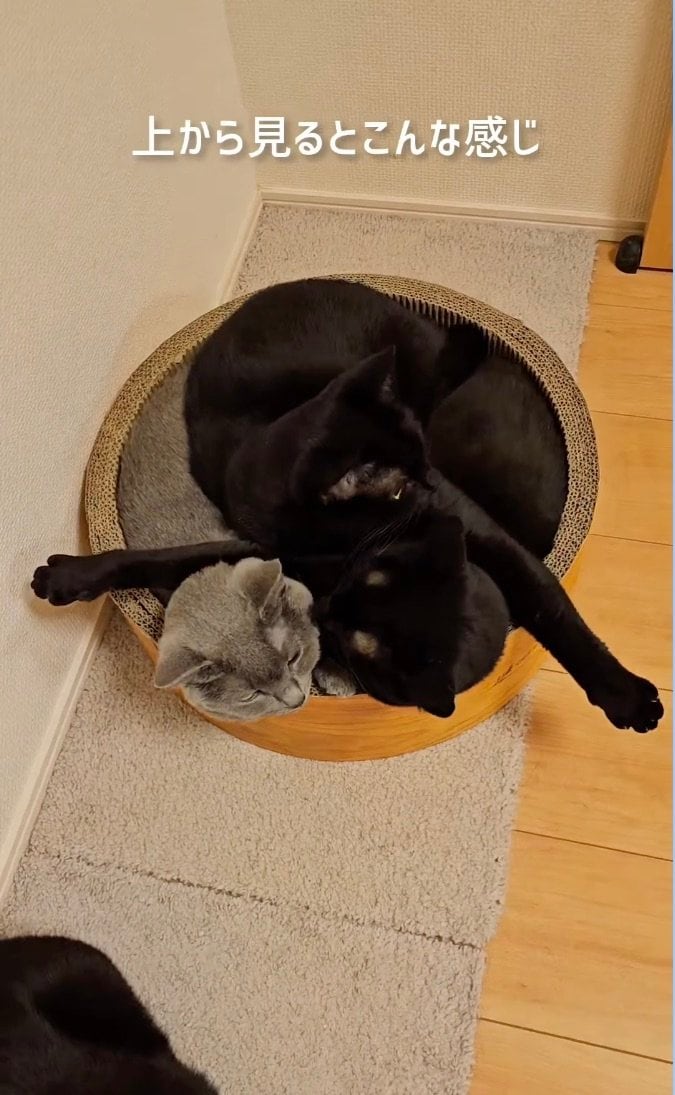 出所：@kariton28mhy2