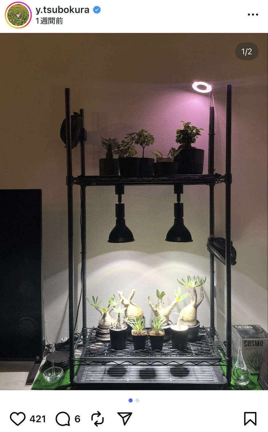 出所：坪倉由幸のInstagram（＠y.tsubokura）参照日：2025年9月25日