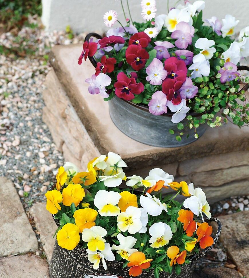 よく咲くスミレ シリーズ（画像提供：株式会社 サカタのタネ）