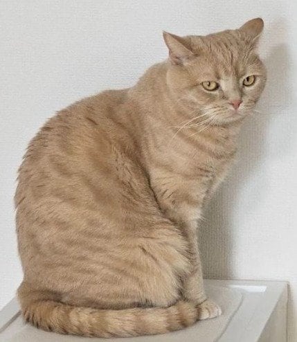 出所：@TsunaIsCat