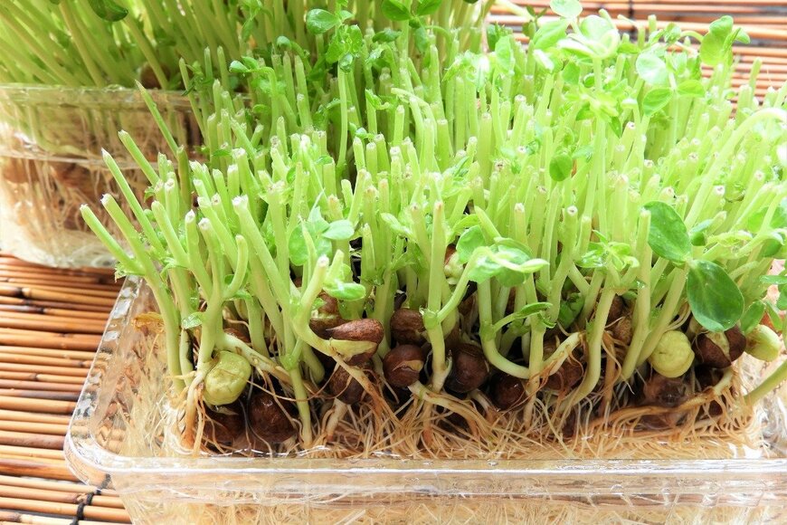 Chiemi Kumitani/istockphoto.com