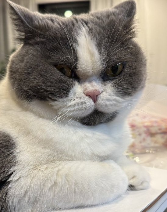 出所：@mog_cororincho