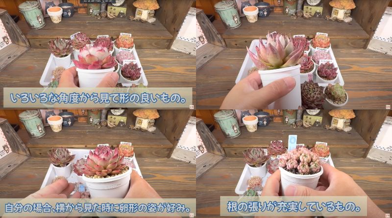 出所：@四十郎の多肉チャンネル