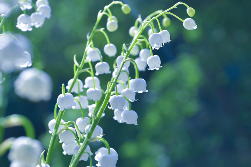 【ガーデニング】冬の庭はラクしてお洒落！「植えっぱなしOKの植物」オススメ8選