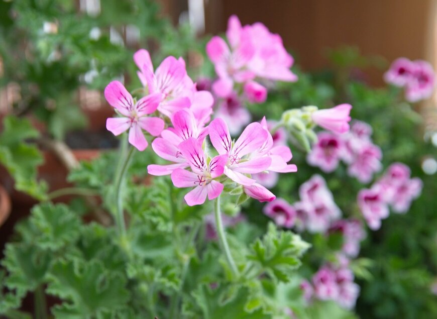 aniana/Shutterstock.com