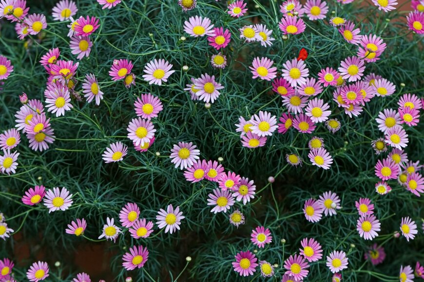 Helza Nitrisia/shutterstock.com