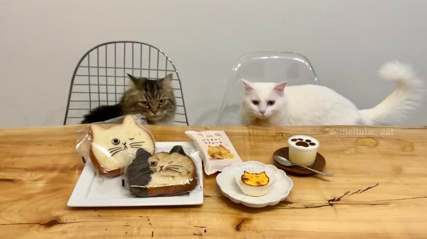出所：@meltube_cat