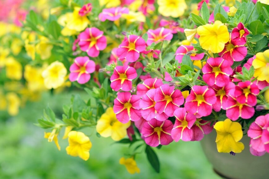 【初夏～晩秋ずっと咲く花】梅雨前に植えたい《暑さと西日に強い》一年草3選！真夏の花壇も華やかに