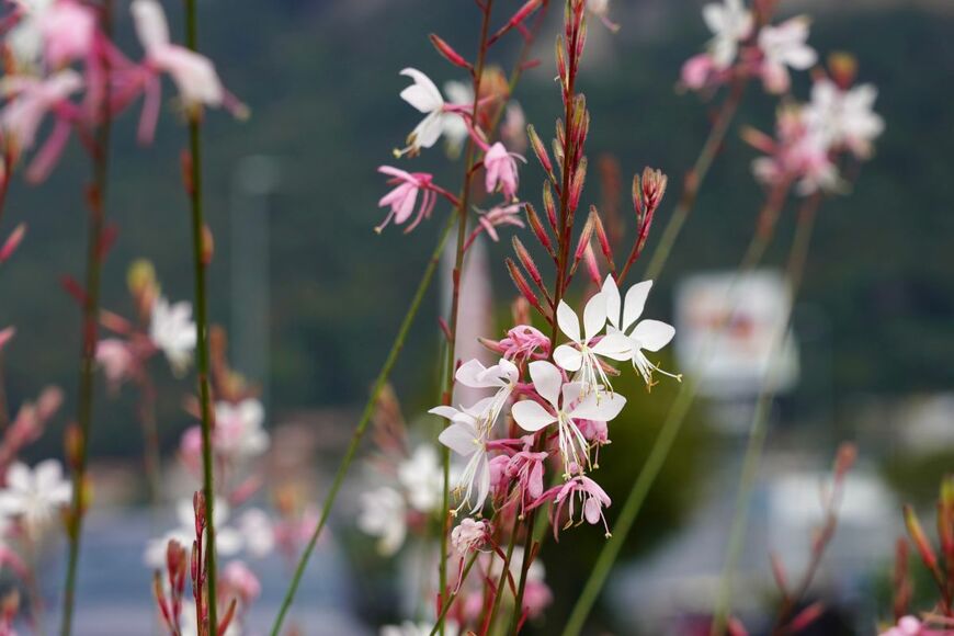 suttirat wiriyanon/shutterstock.com