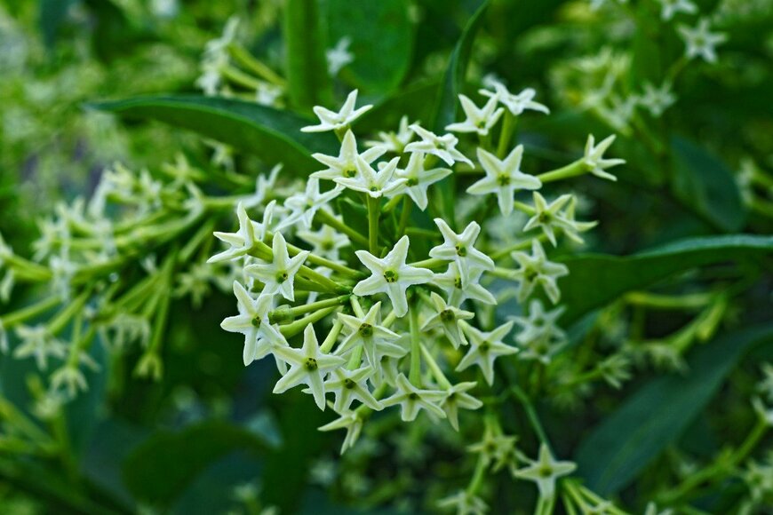 wahid hasyim asyari/istockphoto.com