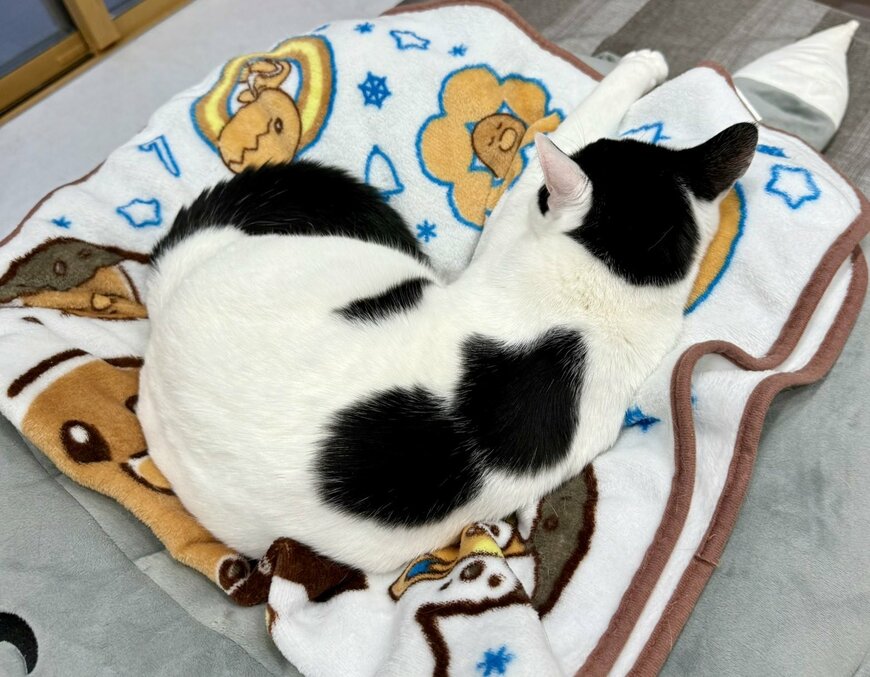 【珍】猫ちゃんの背中に現れたのは「黒猫ちゃん」！　猫ちゃんの模様って変化するんだ？！　小さい頃はパヤパヤ「おだんご」模様