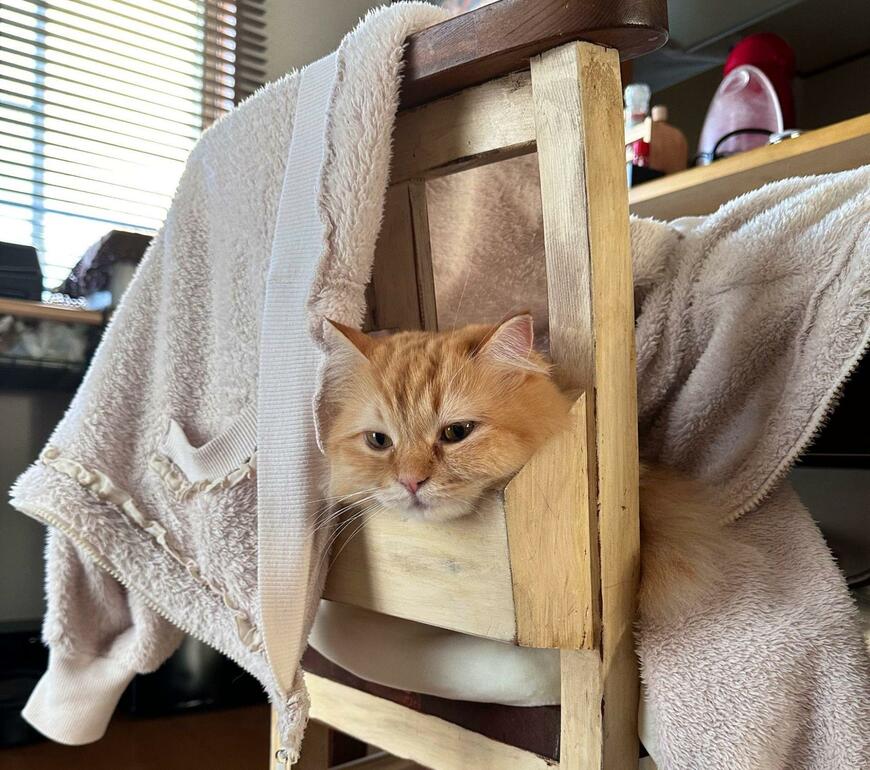 出所：@NEKOLAND13