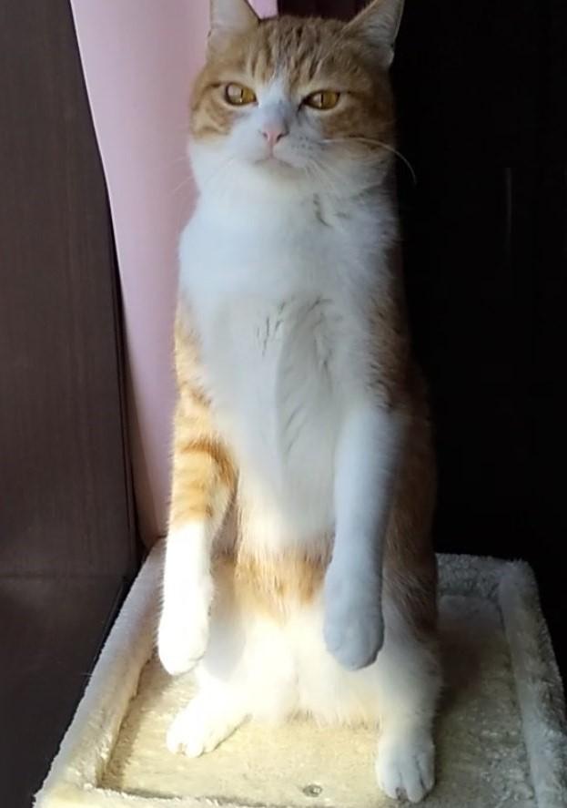 出所：@mero627puri914