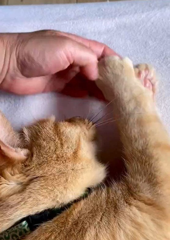 出所：@luna7taka9