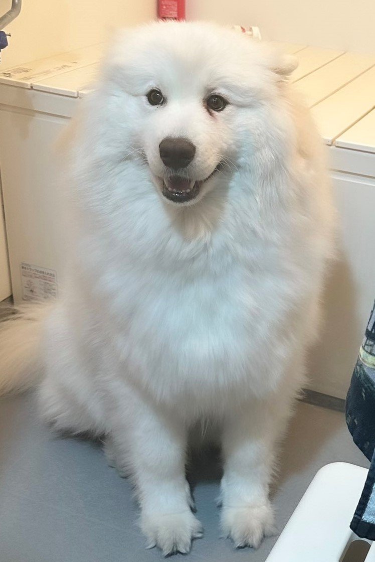 出所：@samoedsoran