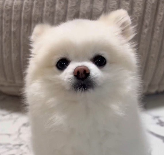 「かわいい自覚」があるワンコ　愛らしすぎる行動に2万6000いいね