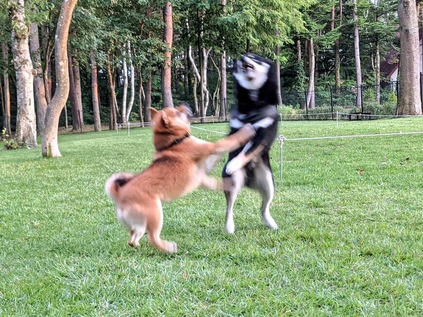 出所：@BLshiba_tensuke