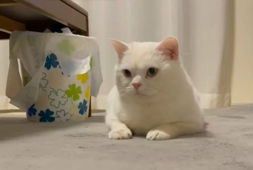 出所：＠wataneko_tsuki